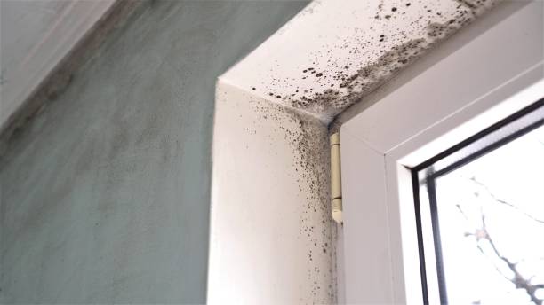 Best Office Mold Removal Services  in Cleveland, MS