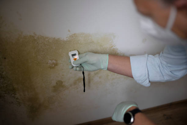 Best Black Mold Removal  in Cleveland, MS