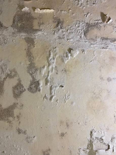 Best Local Mold Removal Service  in Cleveland, MS