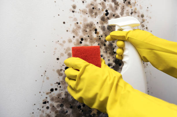Best Mold Removal and Inspection  in Cleveland, MS