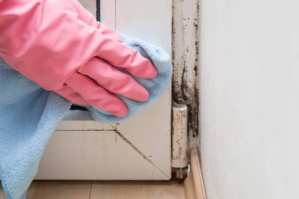 Mold Removal and Inspection in Cleveland, MS