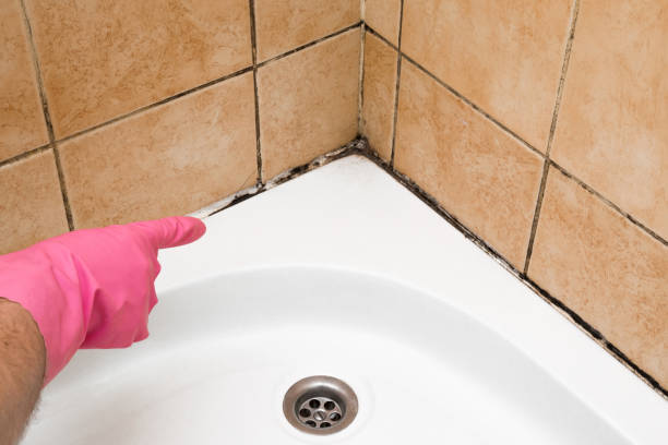 Home Mold Removal in Cleveland, MS